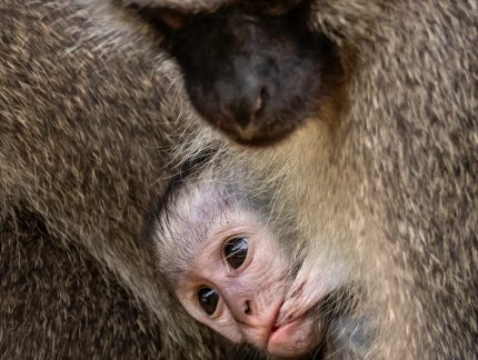 San Lameer Nature   San Lameer | South Africas Own Tropical Paradise