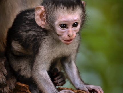 San Lameer Nature   San Lameer | South Africas Own Tropical Paradise