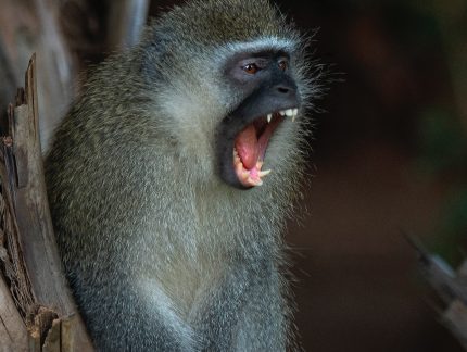 San Lameer Nature   San Lameer | South Africas Own Tropical Paradise