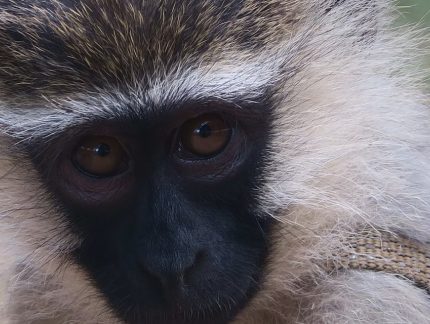 Nature Conservancy   San Lameer | South Africas Own Tropical Paradise